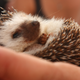 Illustration for article titled CDC Warns Against Kissing, Snuggling Pet Hedgehogs Amid Salmonella Outbreak